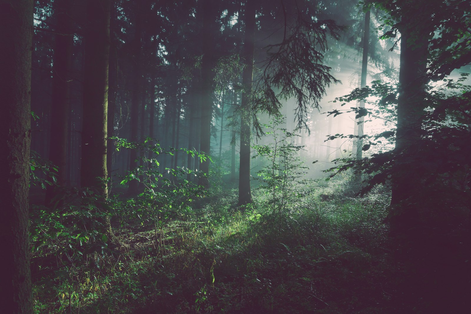 Forestry